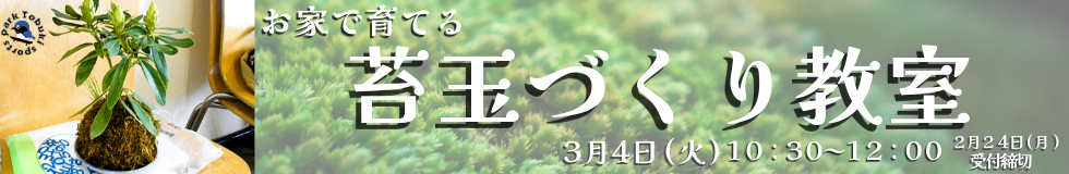 お家で育てる苔玉づくり教室